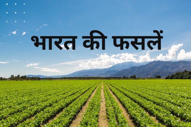 भारत की फसलें: प्रमुख प्रकार, फायदे और चुनौतियाँ