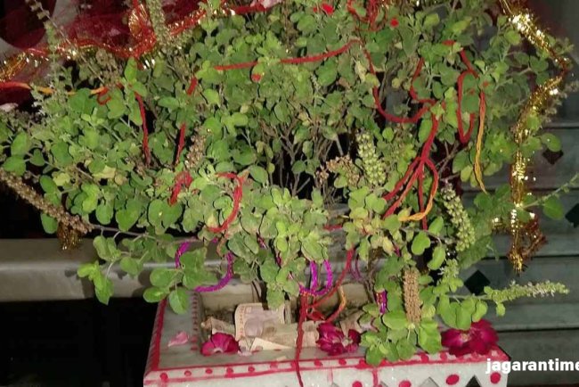 तुलसी पर लाल कलावा बांधने से घर में बढ़ेगी लक्ष्मी की कृपा, जानिए बांधने का तरीका और लाभ