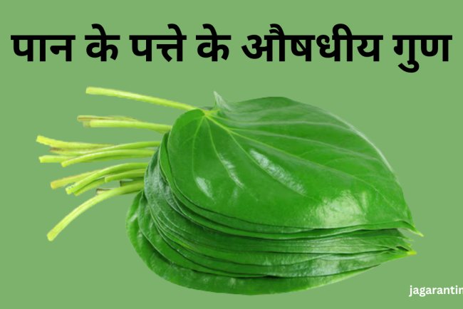 एक-दो नहीं, 5 समस्याओं को दूर रखता है पान का पत्ता: क्या आपने सुने हैं इसके हैरान करने वाले फायदे?