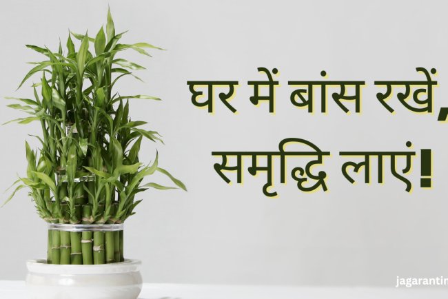 इस दिशा में रखें बांस का पौधा, घर आएगी सुख समृद्धि