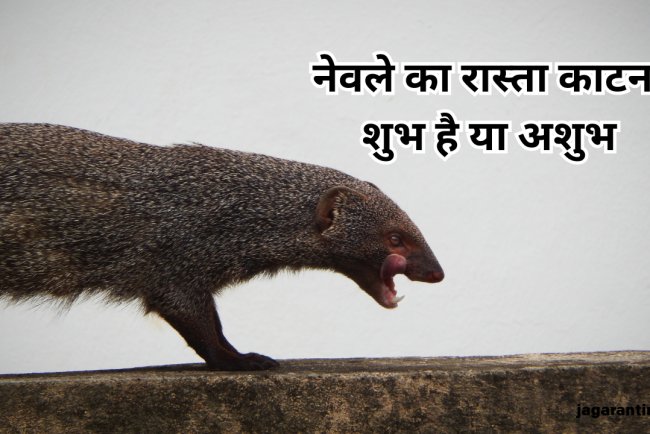 नेवले का रास्ता काटना: शुभ या अशुभ? जानिए धार्मिक, वैज्ञानिक और ज्योतिषीय दृष्टिकोण