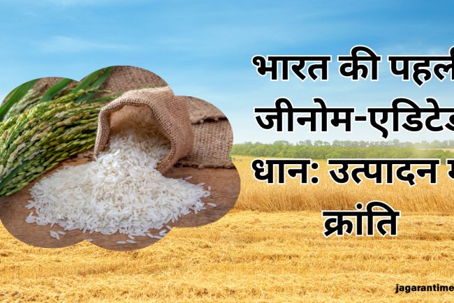भारत ने विकसित की विश्व की पहली जीनोम-संपादित धान की किस्में, अब इतना हो जाएगा प्रोडक्शन