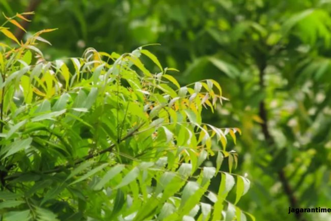 रोज सुबह खाली पेट चबाना शुरू कर दें नीम के पत्‍ते, म‍िलेंगे 7 बड़े फायदे