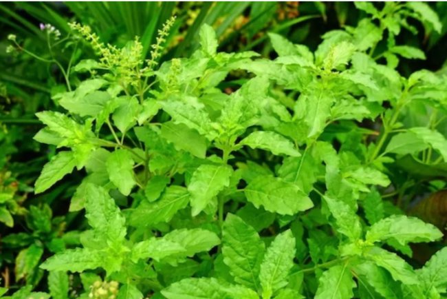 सूखती तुलसी में डाल दें यह जादुई खाद, कुछ ही दिनों में पौधा फिर से हो जाएगा हरा-भरा