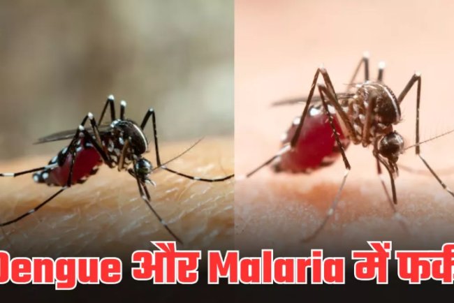 डेंगू और मलेरिया दिखते एक जैसे, पर हैं अलग! National Dengue Day 2025 पर दोनों में जानें अंतर