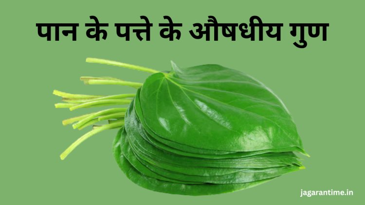 एक-दो नहीं, 5 समस्याओं को दूर रखता है पान का पत्ता: क्या आपने सुने हैं इसके हैरान करने वाले फायदे?