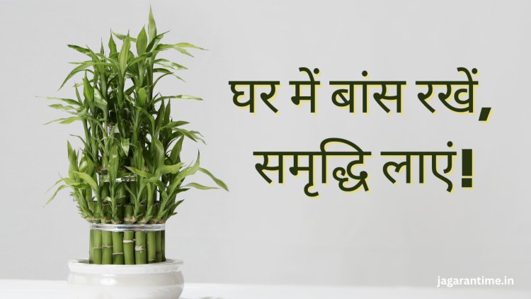 इस दिशा में रखें बांस का पौधा, घर आएगी सुख समृद्धि