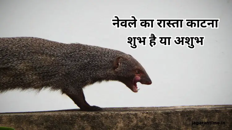 नेवले का रास्ता काटना: शुभ या अशुभ? जानिए धार्मिक, वैज्ञानिक और ज्योतिषीय दृष्टिकोण
