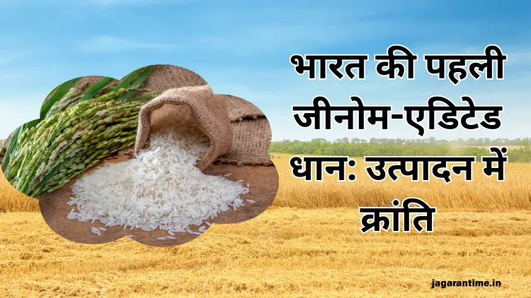 भारत ने विकसित की विश्व की पहली जीनोम-संपादित धान की किस्में, अब इतना हो जाएगा प्रोडक्शन