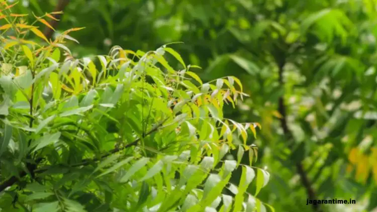 रोज सुबह खाली पेट चबाना शुरू कर दें नीम के पत्ते, मिलेंगे 7 बड़े फायदे