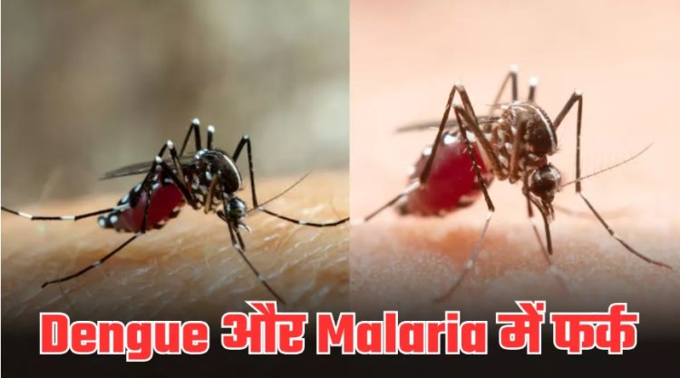 डेंगू और मलेरिया दिखते एक जैसे, पर हैं अलग! National Dengue Day 2025 पर दोनों में जानें अंतर